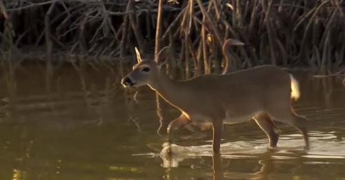 everglades air boat tours