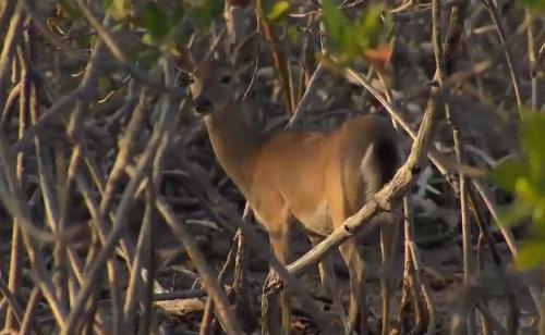 everglades airboat rides
