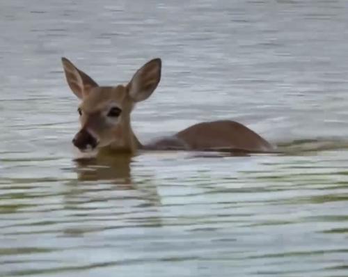 everglades airboat tours miami