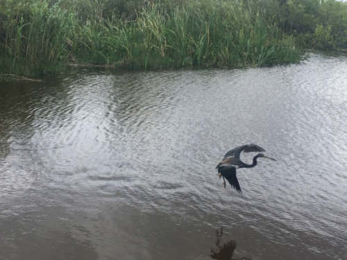 everglades alligator tour
