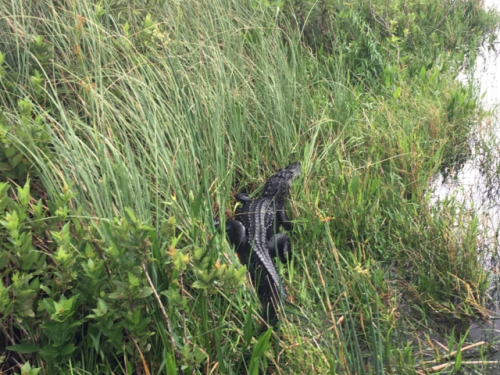 everglades boat tour miami