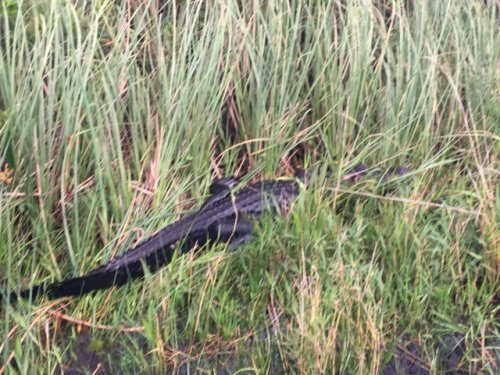 everglades boat tour miami 1