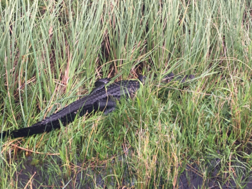 everglades boat tour miami 2