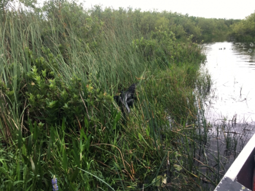 everglades tour from miami beach