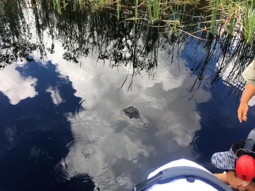 everglades tours