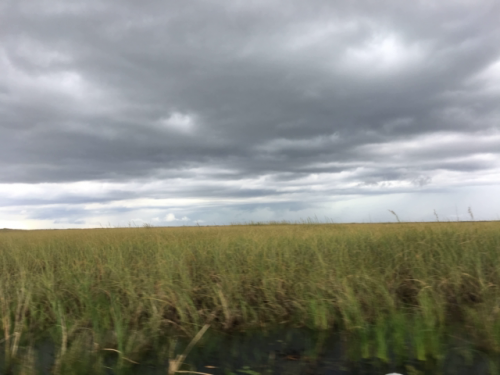 jenny scordamaglia airboat in everglades