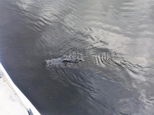 shark valley everglades