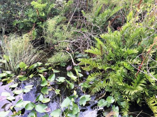 top rated airboat ride everglades